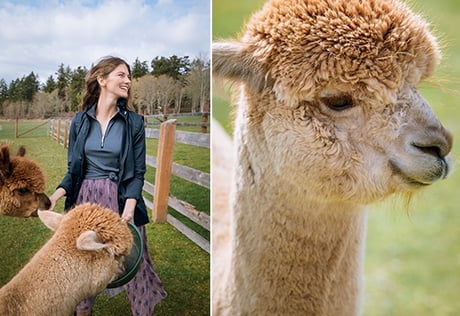 A woman visiting Krystal Acres Alpaca Farms