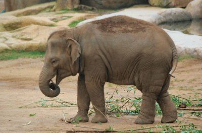 Elephant at Zoo Boo Event