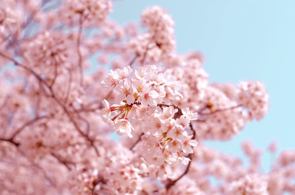 cherry blossoms in washington