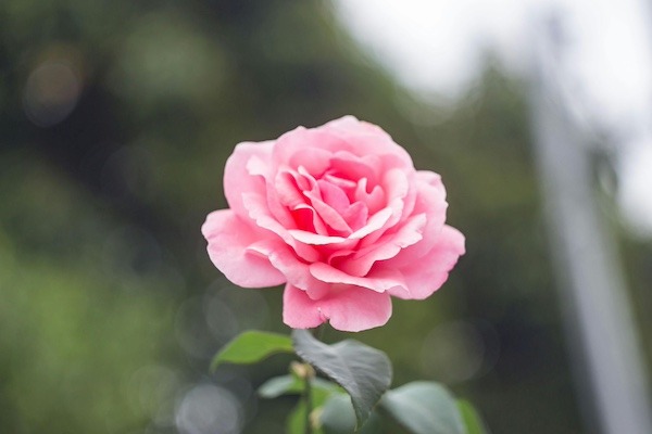 A bright pink rose
