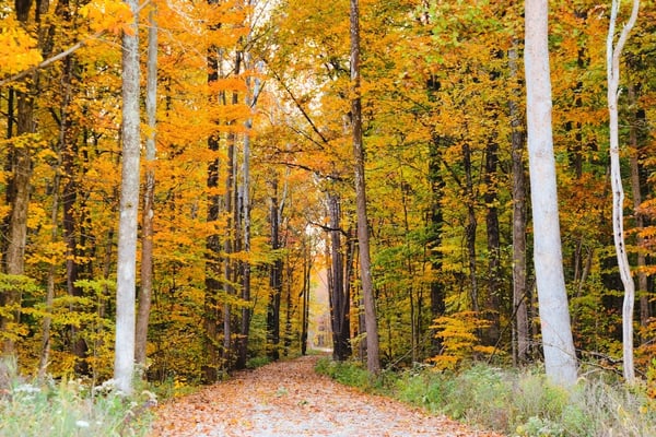 A hiking trail in the woods in the fall.