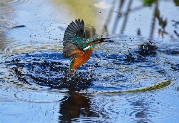 A blue and orange hummingbird dipping into a pond