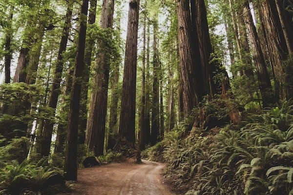 Inside the redwood forest