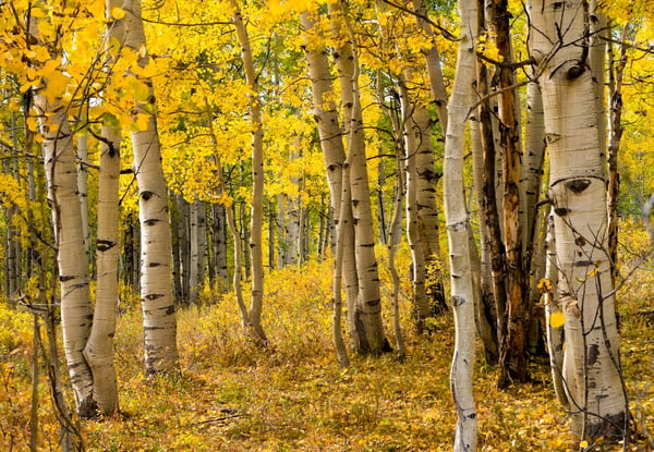 Trail of trees in Glacier National Park